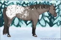 Horse Color:Grullo Appaloosa 