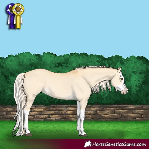 Horse Color:Palomino Dun Splash