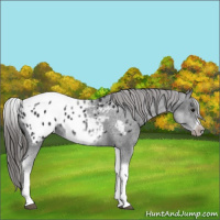 Horse Color:White Spotted Black Splash Tobiano Frame Appaloosa 