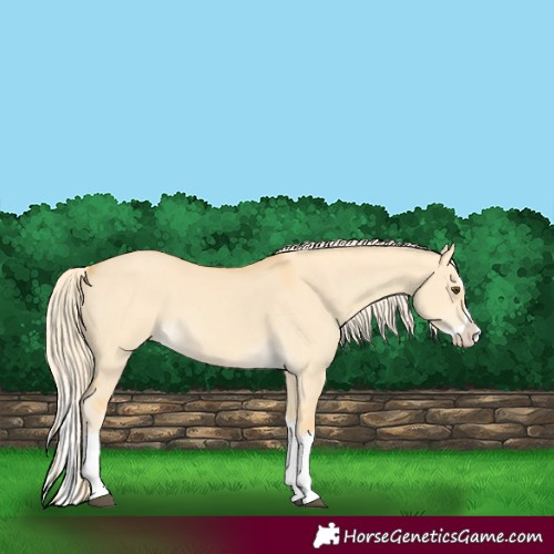Horse Color:Palomino Dun Splash 