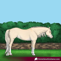 Horse Color:Palomino Dun Splash 