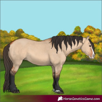 Horse Color:Bay Dun Splash 
