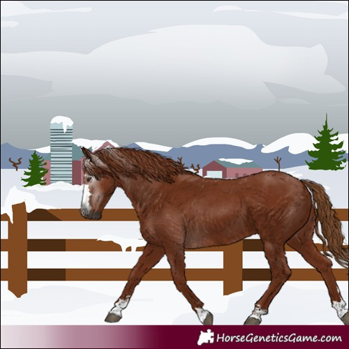 Horse Color:Gray Chestnut 