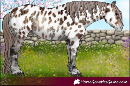 Horse Color:Bay Ice Onyx Appaloosa 