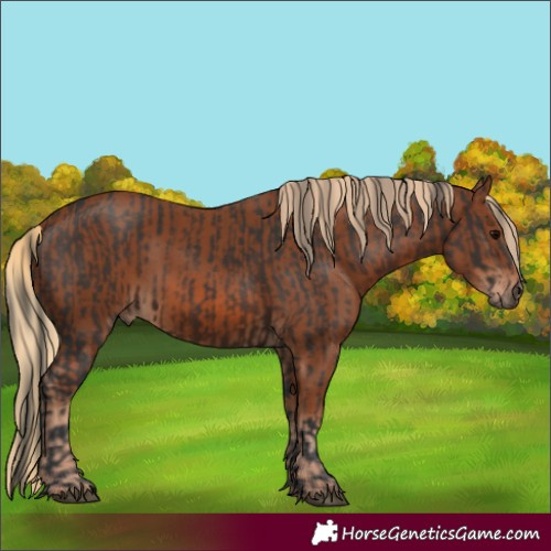 Horse Color:Brown  and Chestnut 