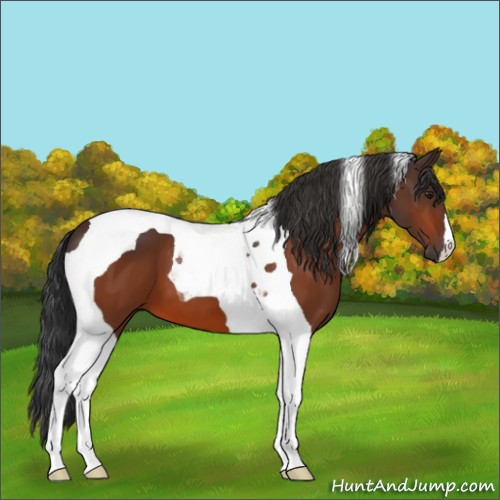 Horse Color:Brown Tobiano