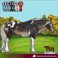 Horse Color:Gray Silver Brown Tobiano Blanket 