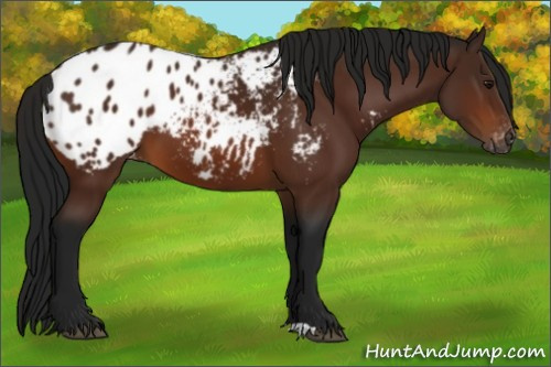 Horse Color:Gray Bay Appaloosa 
