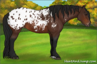 Horse Color:Gray Bay Appaloosa 