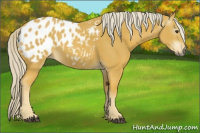 Horse Color:Gray Palomino Near Leopard 