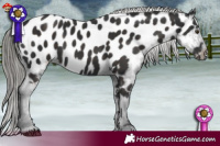 Horse Color:Liver Chestnut Mushroom Appaloosa 