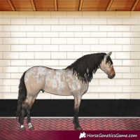 Horse Color:Gray Grullo Roan Mushroom Appaloosa Rabicano Brindle  and Bay Dun 