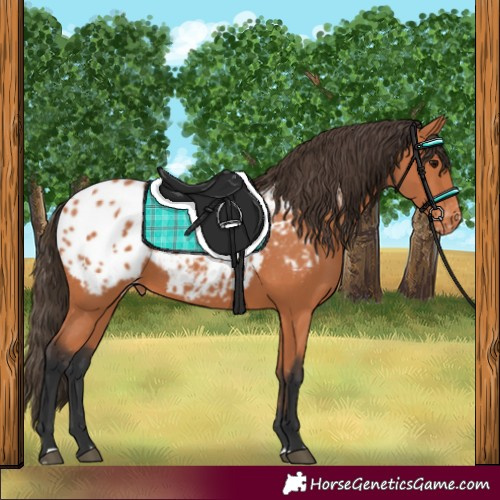 Horse Color:Bay Appaloosa 