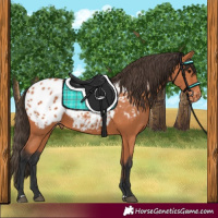 Horse Color:Bay Blanket 
