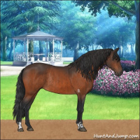 Horse Color:Bay Rabicano and Bay Rabicano