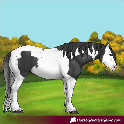 Horse Color:Black Splash Tobiano 