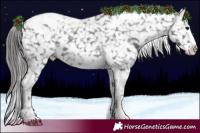 Horse Color:Black Splash Tobiano Appaloosa 