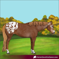 Horse Color:Gray Chestnut Blanket 