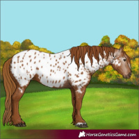Horse Color:Gray Chestnut Appaloosa
