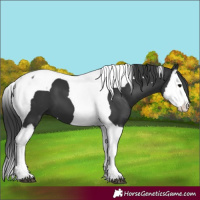 Horse Color:Black Splash Tobiano 