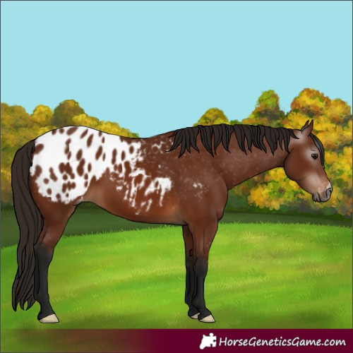Horse Color:Gray Bay Appaloosa