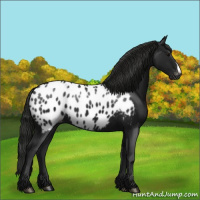 Horse Color:Gray Black Appaloosa
