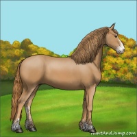 Horse Color:Chestnut Sabino