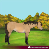 Horse Color:Gray Buckskin Dun 