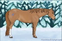 Horse Color:Chestnut 
