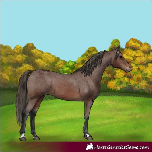 Horse Color:Gray Bay Varnish