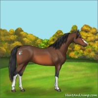 Horse Color:Bay 