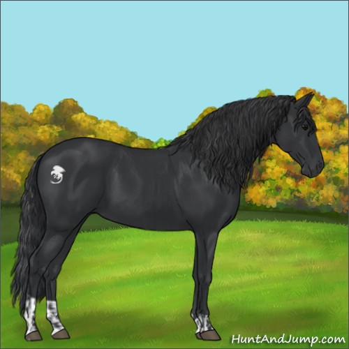 Horse Color:Black  and Black 