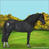 Horse Color:Black and Black