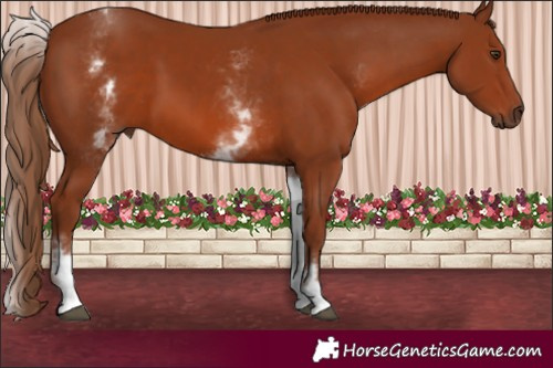 Horse Color:White Spotted Chestnut 
