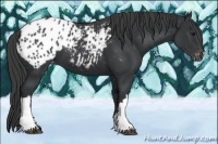 Horse Color:Black Appaloosa 