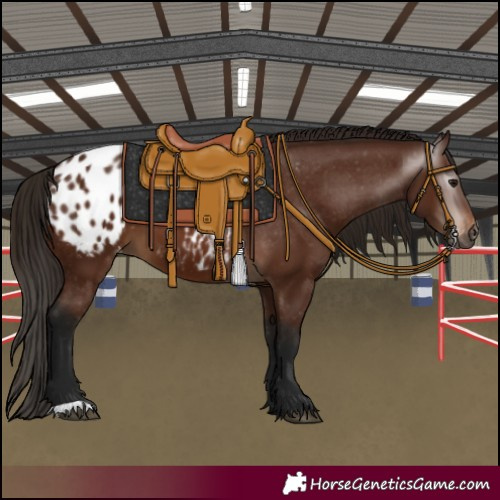 Horse Color:Gray Bay Appaloosa 