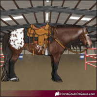 Horse Color:Gray Bay Appaloosa 