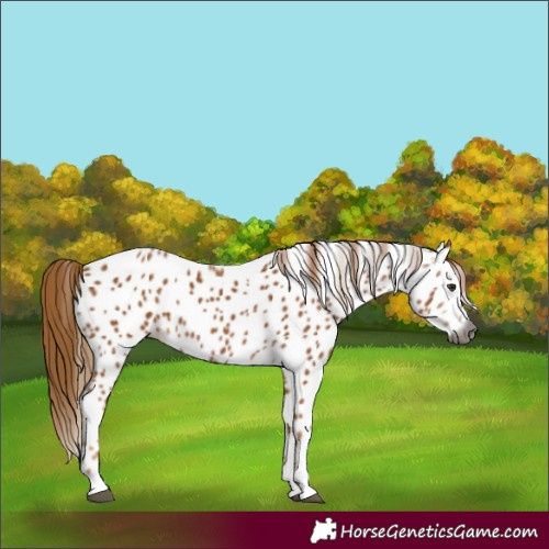 Horse Color:Gray Chestnut Appaloosa 