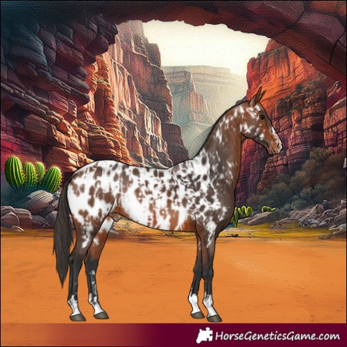 Horse Color:Bay Appaloosa Rabicano  and Bay Appaloosa Rabicano 