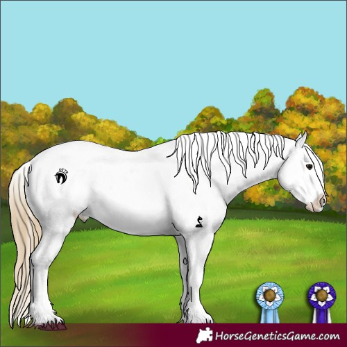 Horse Color:Smoky Black Appaloosa 