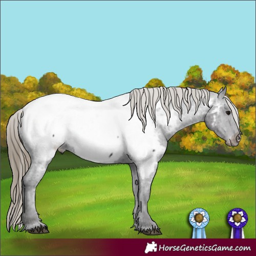Horse Color:Smoky Black Appaloosa 