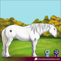 Horse Color:Smoky Black Appaloosa 