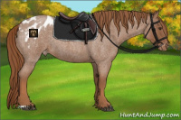 Horse Color:Red Roan Appaloosa 