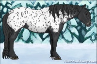 Horse Color:Black Near Leopard 