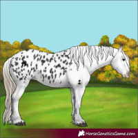 Horse Color:Smoky Black Appaloosa 