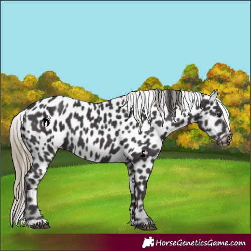 Horse Color:Smoky Black Near Leopard 