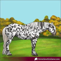 Horse Color:Smoky Black Near Leopard 