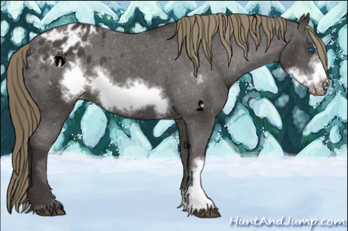 Horse Color:Smoky Black Frame Appaloosa 