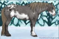 Horse Color:Smoky Black Frame Appaloosa 