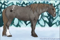 Horse Color:Smoky Black Appaloosa 